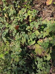 Rubus hirsutus