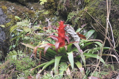 Tillandsia imperialis