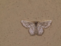 Chloropteryx opalaria