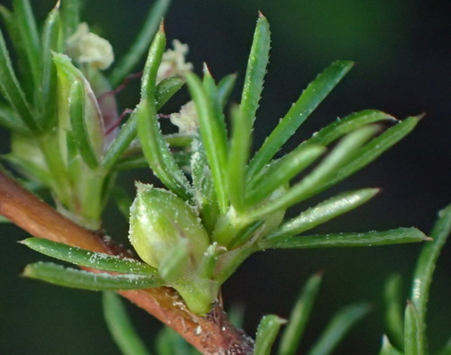 Image of Thread Caperose (Cliffortia filifolia) by (c) Nicola van Berkel, some rights reserved (CC BY-SA)