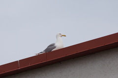 Larus michahellis