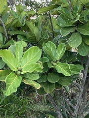 Ficus lyrata