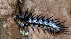 Phiala