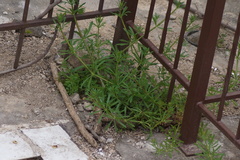Galium aparine