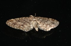 Eupithecia annulata
