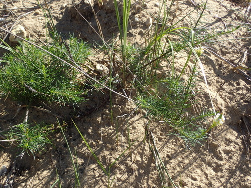 Image of Hebenstretia integrifolia by (c) Nicola van Berkel, some rights reserved (CC BY-SA)