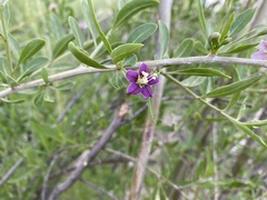 Lycium barbarum