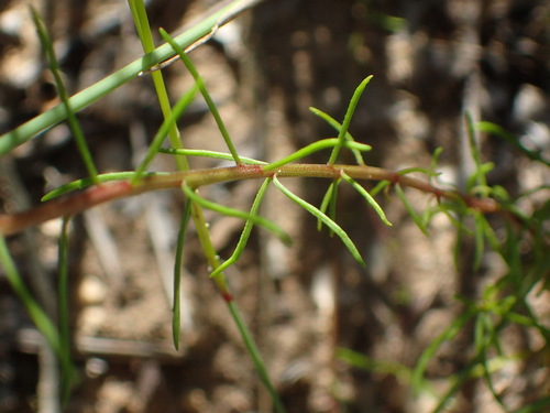 Image of Hebenstretia integrifolia by (c) Nicola van Berkel, some rights reserved (CC BY-SA)