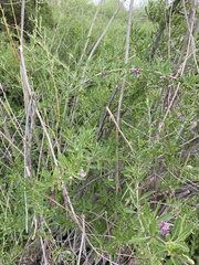 Lycium barbarum