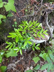 Buxus colchica