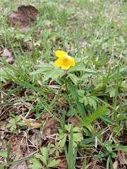 Anemonoides ranunculoides