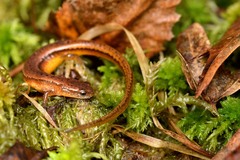 Eurycea chamberlaini