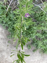 Lycium barbarum