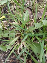 Taraxacum officinale