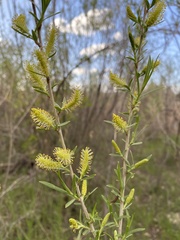 Salix exigua