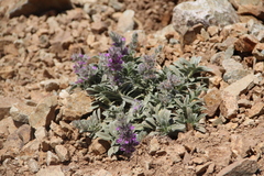 Stachys lavandulifolia