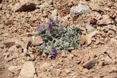 Stachys lavandulifolia