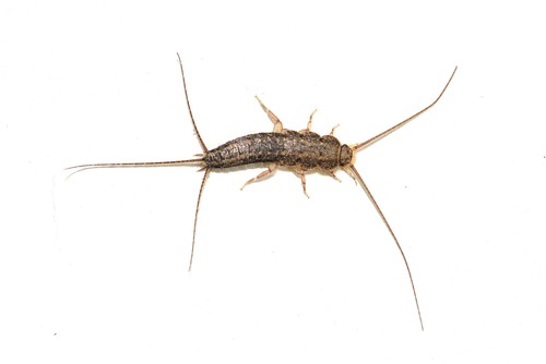 Four-lined Silverfish (Ctenolepisma lineatum) · iNaturalist