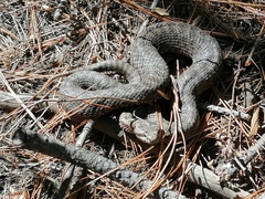 Crotalus pricei