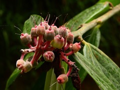 Cavendishia pubescens