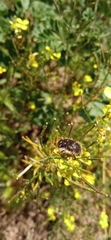 Tropinota squalida