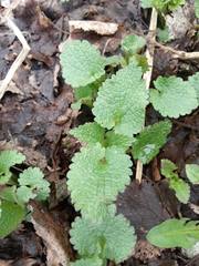 Lamium maculatum