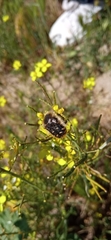 Tropinota squalida