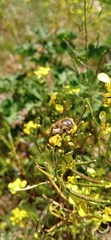 Tropinota squalida