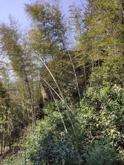 Phyllostachys edulis