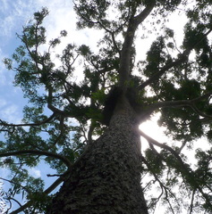 Agathis microstachya