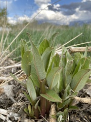 Asclepias speciosa