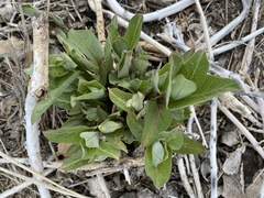 Asclepias speciosa