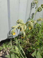 Puccinia sii-falcariae