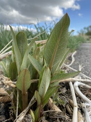 Asclepias speciosa