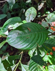 Palicourea racemosa
