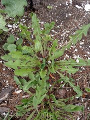 Taraxacum officinale
