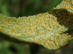 Puccinia sii-falcariae