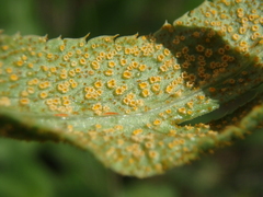 Puccinia sii-falcariae