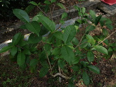 Camellia sinensis assamica