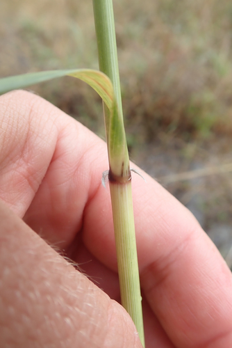 Aristida meridionalis image