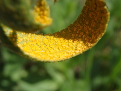Puccinia sii-falcariae