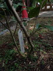 Camellia sinensis assamica