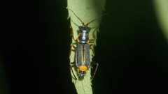 Cordylepherus sibiricus