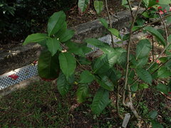 Camellia sinensis assamica
