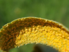 Puccinia sii-falcariae