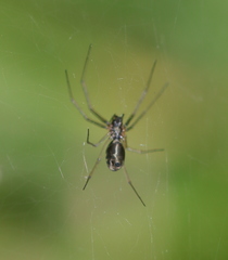 Microlinyphia sterilis