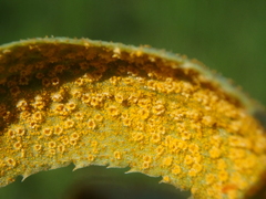 Puccinia sii-falcariae