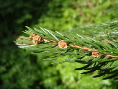 Picea glauca