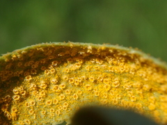 Puccinia sii-falcariae