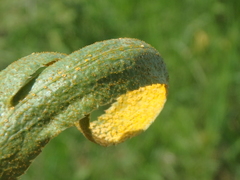 Puccinia sii-falcariae